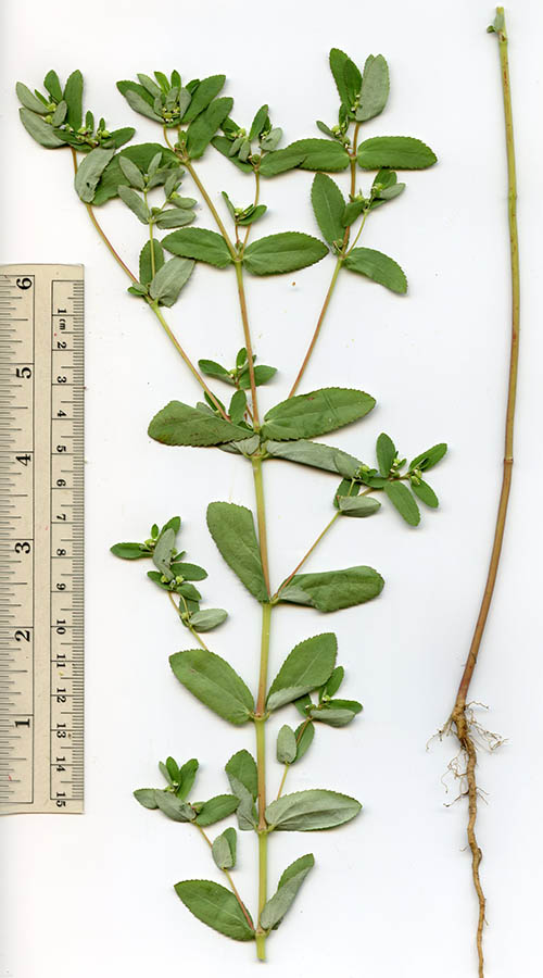  Euphorbia hyssopifolia